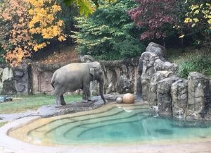 THE NATIONAL ZOO IS PART OF THE SMITHSONIAN INSTITUTION in Washington D.C.