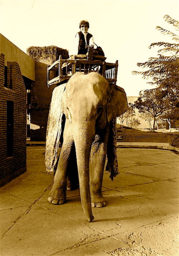 riding an elephant for travel experiences you'll never forget