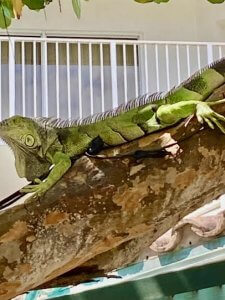 Iguana laying on tree in Lago Mar resort.